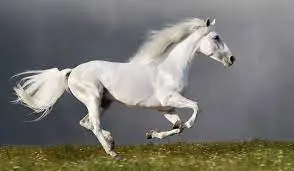 Chuds Horse Hero